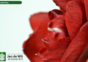 hippeastrum Double King (3)